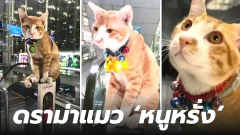 ดราม่าแมว ‘หนูหรั่ง’ เหมาะสมไหม? เอาแมวมาเดินในสนามบินสุวรรณภูมิ