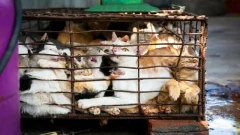 ชาวเวียดนามกินแมวหลายล้านตัวทุกปี