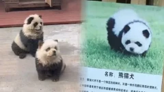 สวนสัตว์จีน จับหมามาย้อมสี ก่อนขึ้นป้ายหมาแพนด้า