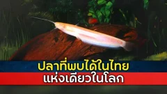 สายพันธุ์ปลาชนิดหายากมาก ที่พบได้เฉพาะในเขตประเทศไทย