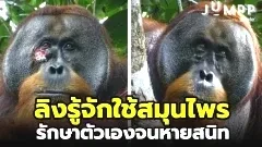พบครั้งแรก! ลิงรู้จักใช้สมุนไพรรักษาตัวเองจนหายสนิท