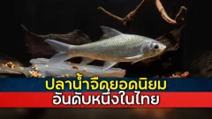 ปลาน้ำจืดยอดนิยมในประเทศไทย ที่ถูกจับมาเพื่อบริโภคมากที่สุด