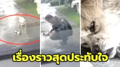 เรื่องราวสุดประทับใจ : เมื่อสุนัขจรจัดกล้าขวางรถตำรวจเพื่อขอความช่วยเหลือ