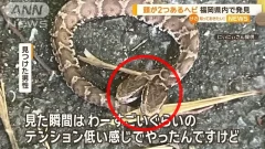 งูสองหัวถูกพบที่ฟุกุโอกะ