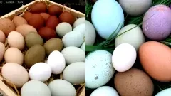 จริงหรือไม่ ที่จริงๆแล้ว ไข่ของไก่นั้นมีหลายสี ไม่ได้มีแต่สีน้ำตาลอย่างเดียว ?