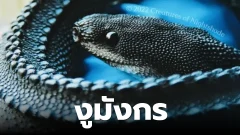 งูมังกร (Dragon Snake) งูที่เป็นหนึ่งในงูที่หายากที่สุดในโลก