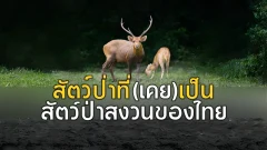 สัตว์เพียงชนิดเดียว ที่ถูกถอดรายชื่อออกจากบัญชีสัตว์ป่าสงวนของไทย