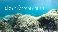 สภาวะโลกร้อน ทำปะการังฟอกขาวทั่วโลก