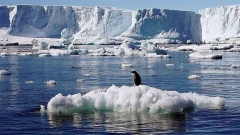 นักวิทยาศาสตร์เตือน อีก 10 กว่าปีขั้วโลกอาจไร้น้ำแข็ง
