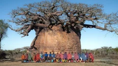 ต้นBaobab Tree Tsitakakantsa อันศักดิ์สิทธิ์ Adansonia Grandidieri เบาบับที่ใหญ่ที่สุดในมาดากัสการ์