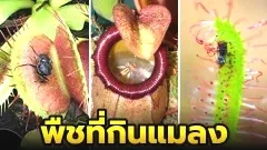 3 กลุ่มพืชที่กินแมลงเป็นอาหารที่พบในไทย