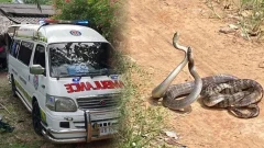 อึ้ง!งูสิงดงพลอดรักขวางรถกู้ภัยส่งศพลุงวัย 58 เครียดผูกคอตายลาโลก