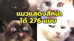 นักวิจัยบอก แมวแสดงสีหน้าได้ 276 แบบ