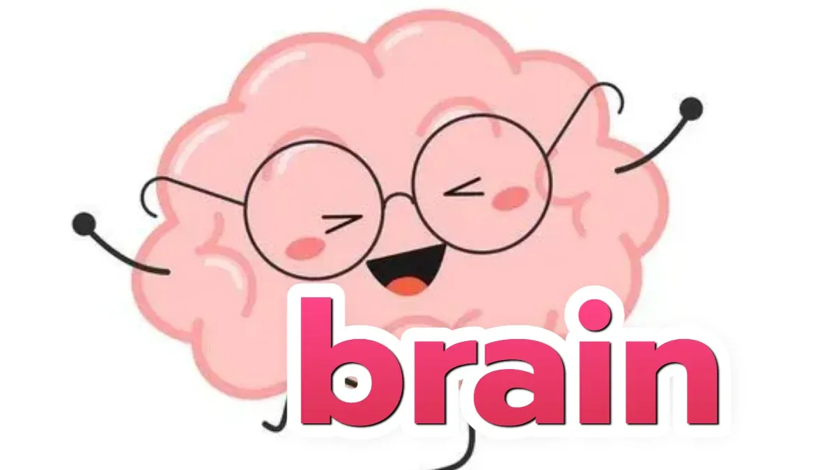 brain: สมอง