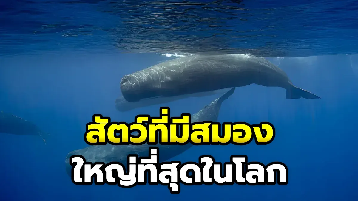 สัตว์ที่มีสมองใหญ่ที่สุดในโลก