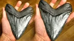 เด็กวัย 9 ขวบค้นพบฟันฉลามเมกาโลดอนอายุ 15 ล้านปีในอ่าวเซซาพีก