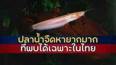 ปลาน้ำจืดชนิดหายากมาก ที่พบได้ในไทยเพียงแห่งเดียวในโลก