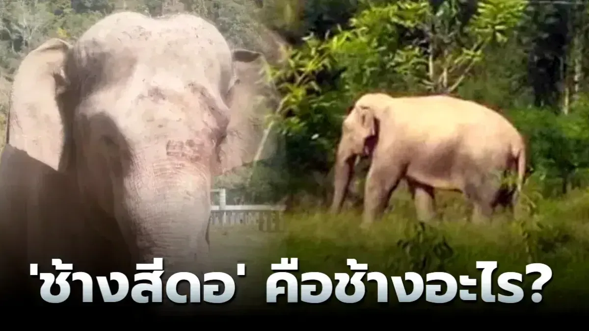 'ช้างสีดอ'คือช้างอะไร?