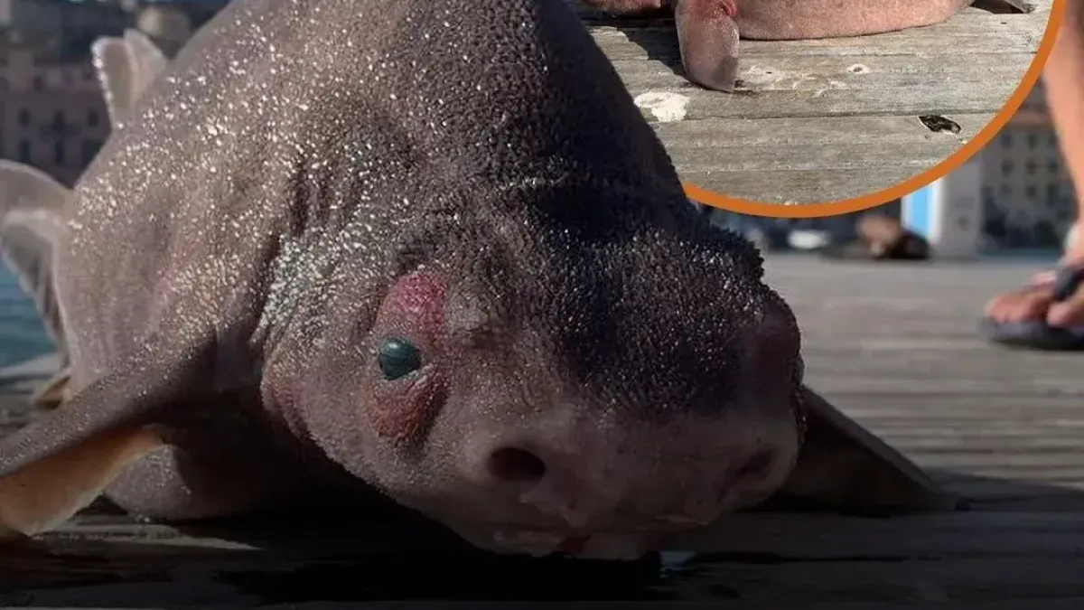 Angular Roughshark ฉลามหน้าหมูแถมยังร้องเหมือนหมูเมื่อถูกจับ!!