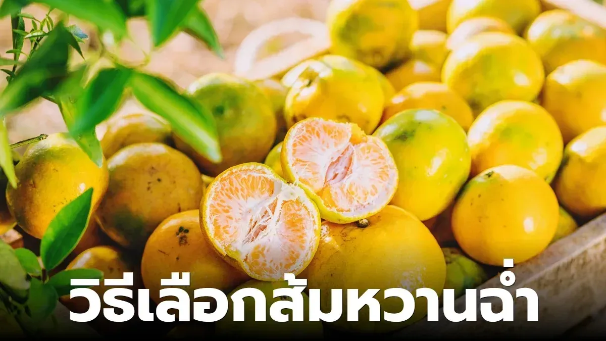 รู้หรือไม่ วิธีเลือกส้มให้ได้ส้มรสหวานฉ่ำ ต้องเลือกยังไง