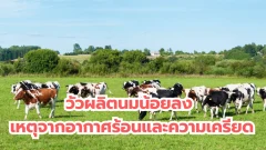 วัวผลิตนมน้อยลง เหตุจากอากาศร้อนและความเครียด