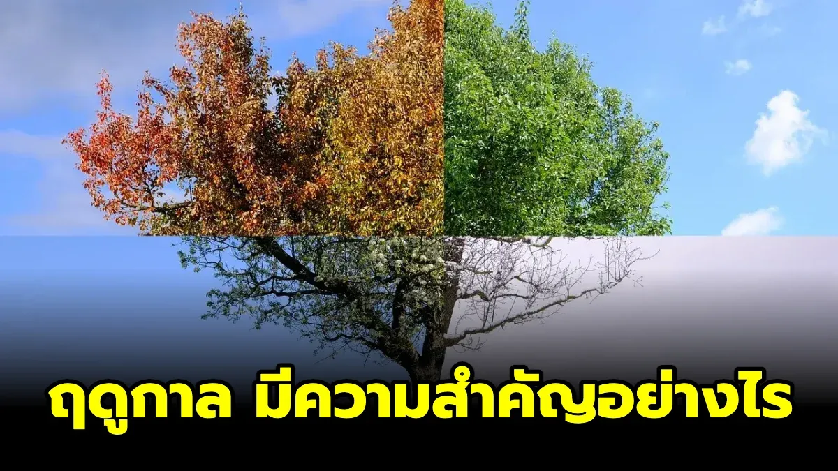 ฤดูกาลมีความสำคัญอย่างไร