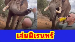 ฉาวสนั่น! นักท่องเที่ยวสเปน กรอกเบียร์ใส่งวงช้าง คนแห่จี้เอาผิด