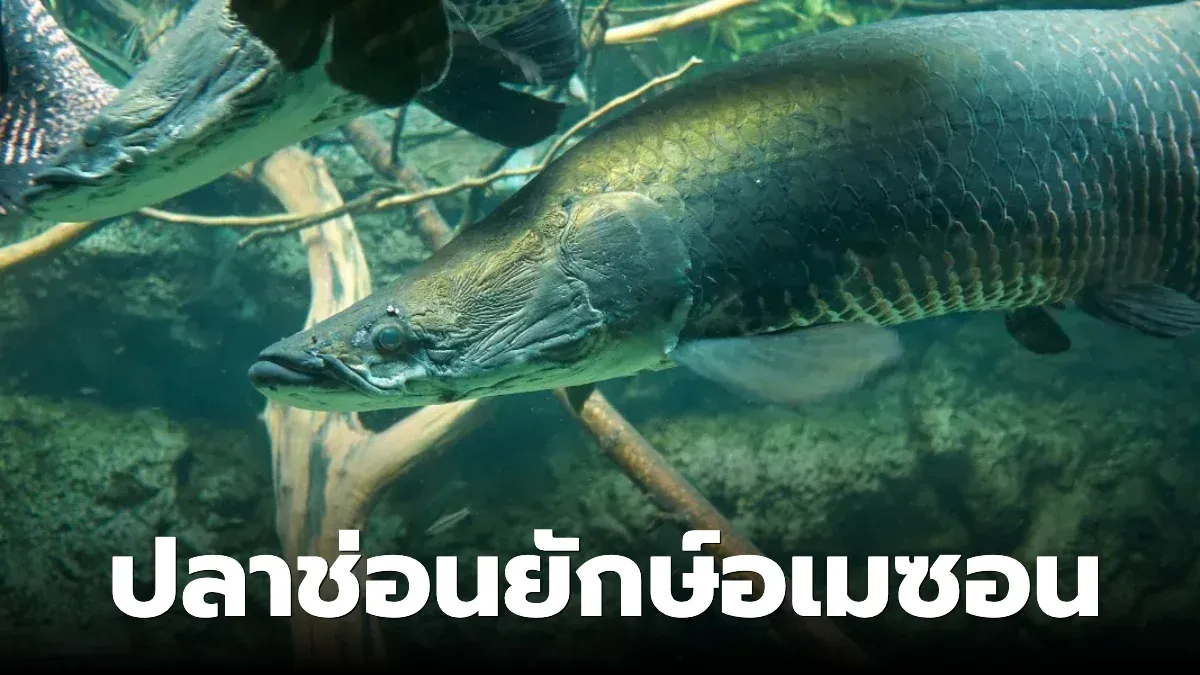ปลาอะราไพม่า หรือที่นิยมเรียกกันในภาษาไทยว่า ปลาช่อนยักษ์อเมซอน arapaima