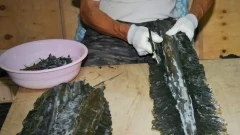 ผู้เชี่ยวชาญเตือน "สาหร่ายคอมบุ" ในทะเลญี่ปุ่น อาจหายไป!!