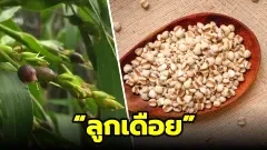 🌾 รู้จัก &ldquo;ลูกเดือย&rdquo; ธัญพืชเม็ดจิ๋ว พลังสุขภาพยิ่งใหญ่ อุดมคุณค่า เสริมร่างกายให้แข็งแรงจากภายใน