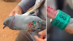 เขมรจับ นกพิราบสายลับ อ้างติด GPS ชี้เป้าให้ F-16 แต่สุดท้ายเป็นแค่นกแข่งธรรมดา