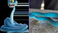 เตือนภัยเทรนด์เลี้ยง "งูสีฟ้า" ตามรอย Zootopia 2 สวยประหารที่มาพร้อมพิษร้ายอันตรายถึงชีวิต