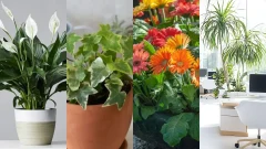 4 พันธุ์ไม้ "นักดูดฝุ่น" ฟอกอากาศขั้นเทพที่ควรมีติดบ้าน
