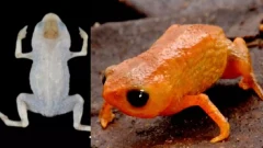 ครั้งแรกในโลก!! นักวิทย์บราซิลค้นพบ "คางคกสีส้ม!!"