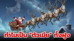 ทำไมกวางเรนเดียร์ของซานตาคลอสถึงอาจเป็น "ตัวเมีย" ทั้งฝูง