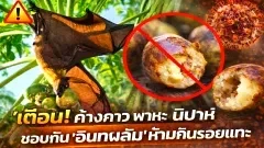 ค้างคาวที่เป็นพาหะของไวรัสนิปาห์ ชอบกินผลไม้ชนิดหนึ่งที่วางขายอย่างมากมาย