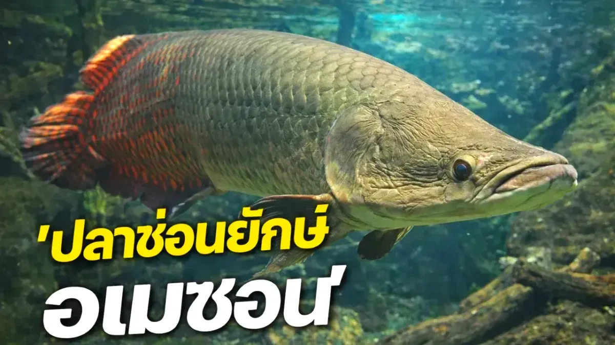 แนวทางการเลี้ยงปลาอะราไพม่า "ปลาช่อนยักษ์ อเมซอน"