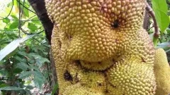 ซีรียส์ภาพฮาๆ รวมภาพขนุนแปลกๆ กับทฤษฏีที่ทำให้เกิดเหตุการณ์แบบนี้ได้