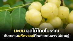 มะยม ผลไม้ไทยโบราณ กับความมหัศจรรย์ที่หลายคนอาจไม่เคยรู้