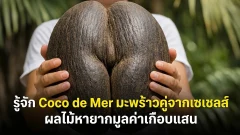 รู้จัก Coco de Mer มะพร้าวคู่จากเซเชลส์ ผลไม้หายากมูลค่าเกือบแสน
