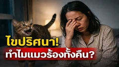 แมวร้องทั้งคืนเพราะอะไร? สาเหตุจริงที่คนเลี้ยงหลายบ้านเพิ่งรู้