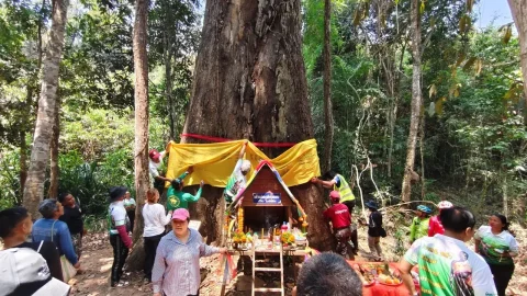 แห่บวงสรวง &ldquo;ต้นตะเคียนทองยักษ์พันปี&rdquo; กลางป่าทับลาน คอหวยส่องเลขธูป 992 ลุ้นงวด 16 เม.ย. 69