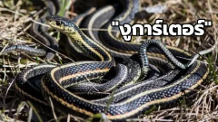 ปรากฏการณ์ฝูง"งูการ์เตอร์" ที่ออกมาจากโหมดจำศีลเพื่อมารวมกลุ่มผสมพันธุ์กันนับหมื่น ๆ ตัว ในรัฐแมนิโทบา ประเทศแคนาดา