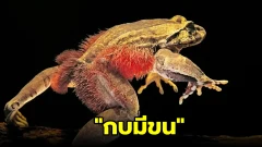 เคยเห็นกันไหมเน่อ "กบขน" (Hairy Frog)