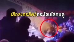 นาทีระทึก เสือหลุดจากเวทีละครสัตว์ คนดูวิ่งหนีวุ่น