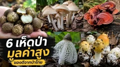 6 เห็ดมูลค่าสูงในไทย ของดีจากป่าที่ไม่ได้เกิดขึ้นง่าย ๆ