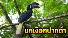 ตามหา &ldquo;นกเงือกปากดำ&rdquo; อัญมณีป่าใต้และความงดงามที่กำลังจะหายไป