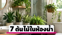7 ต้นไม้เหมาะวางในห้องน้ำ ช่วยให้มุมอับดูสดชื่นขึ้น