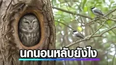 นกนอนหลับยังไง ทำไมบางชนิดหลับตาเดียวและพักสมองกลางอากาศได้
