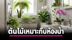 8 ต้นไม้ที่เหมาะกับห้องน้ำ ช่วยลดความอับและทำให้มุมเล็ก ๆ สดชื่นขึ้น